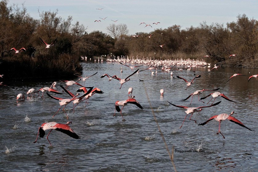 "Parc Ornithologique du Pont de Gau"