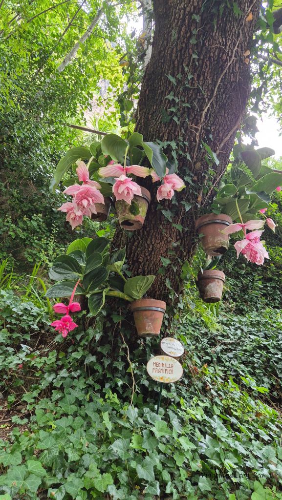 Un albero con fiori rosa appesi in vasi di terracotta, circondato da edera verde e un cartello che indica 'Medinilla magnifica'.