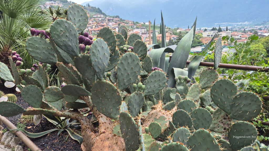Un gruppo di cactus con frutti viola in primo piano, circondato da piante verdi, con un panorama di case e colline sullo sfondo.